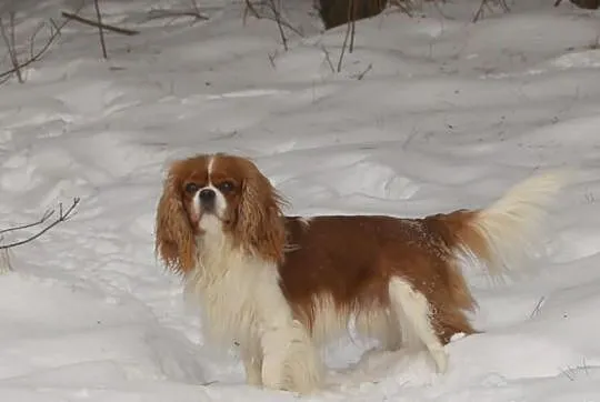 Cavalier king charles spaniel - szczeniaczki ZKwP