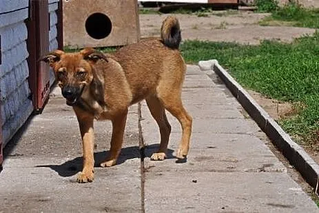 FIONA - całe życie w schronisku,  łódzkie Łódź