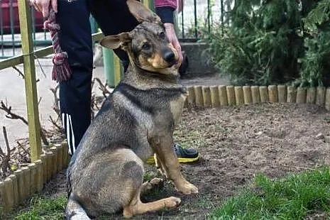 Mailo, szczeniak szukający kochającego domku,  kujawsko-pomorskie Włocławek