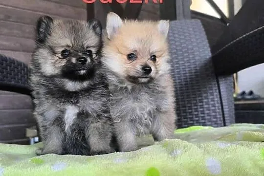 Szpic Miniaturowy Pomeranian, Podkarpackie, Rzeszów