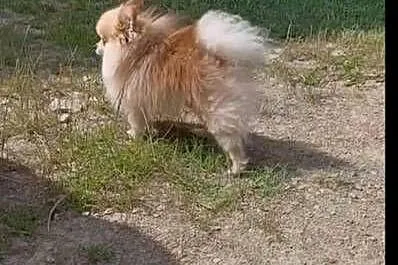 Szpic Miniaturowy Pomeranian, Podkarpackie, Rzeszów