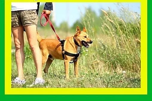 24kgmłody,kocha człowieka,aktywny,stróżujący,pies GWIAZDOR,  dolnośląskie Wrocław