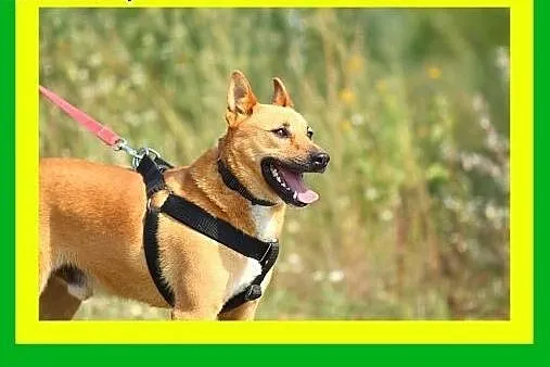 24kgmłody,kocha człowieka,aktywny,stróżujący,pies 