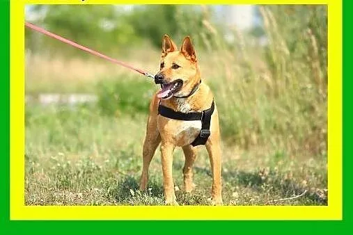 24kgmłody,kocha człowieka,aktywny,stróżujący,pies 