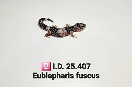 Eublepharis fuscus (gekon)