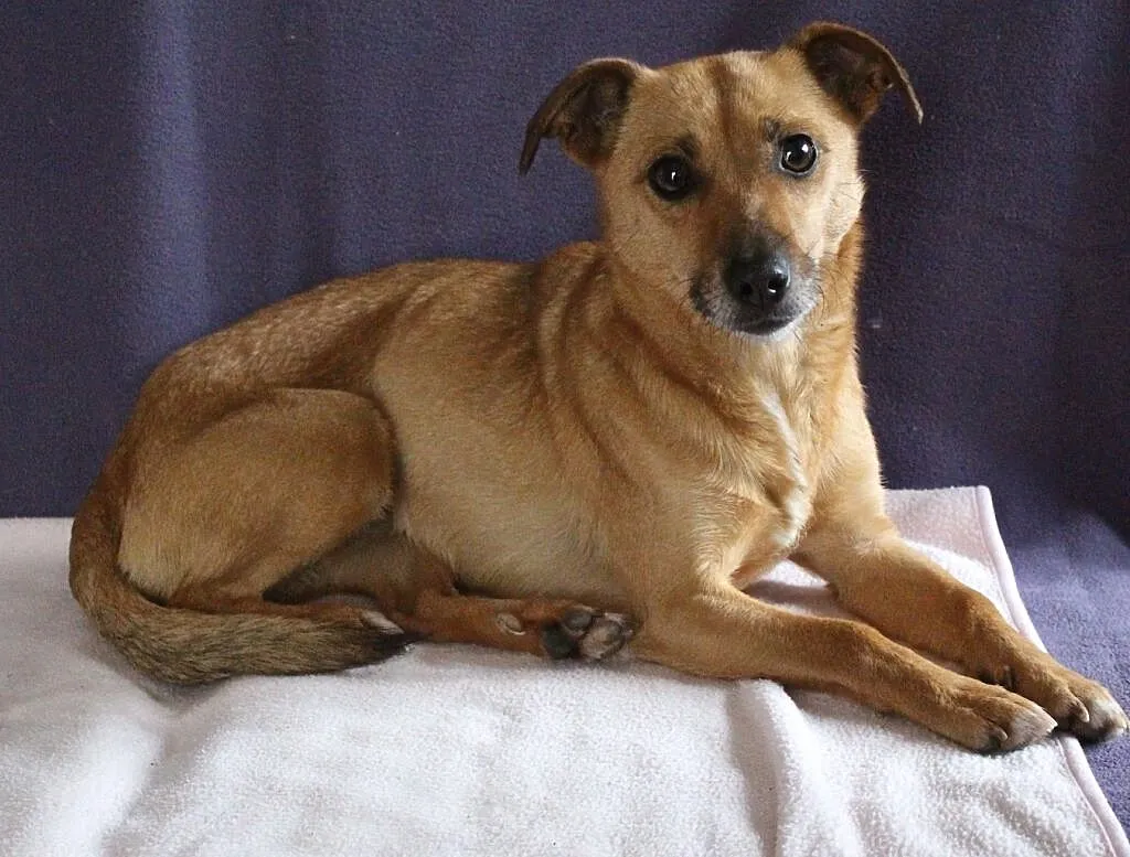 Zuzanna- do oddania do adopcji, Tarnów, Małopolskie, Tarnów