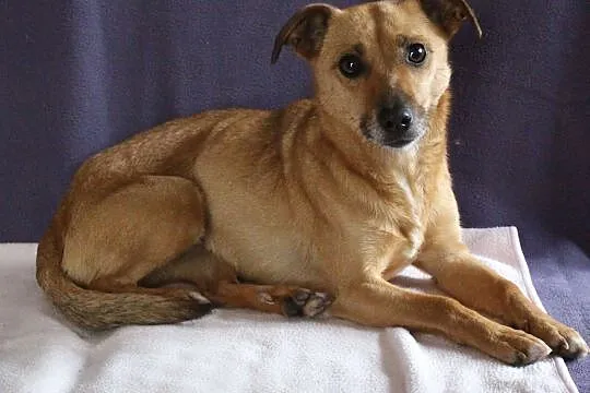 Zuzanna- do oddania do adopcji, Tarnów, Małopolskie, Tarnów