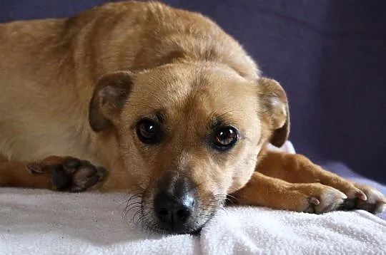Zuzanna- do oddania do adopcji, Tarnów, Małopolskie, Tarnów