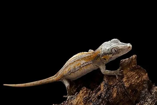 Gekon gargulcowy Rhacodactylus auriculatus nie orzęsiony