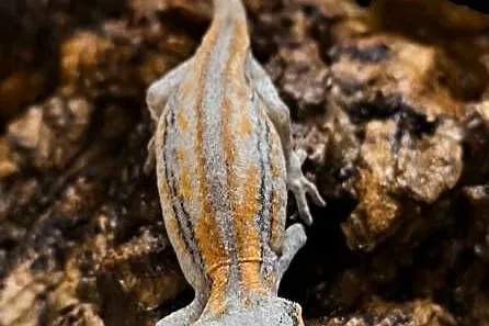 Gekon gargulcowy Rhacodactylus auriculatus nie orzęsiony, Śląskie, Rybnik