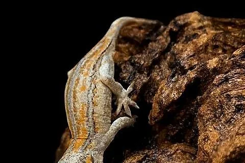 Gekon gargulcowy Rhacodactylus auriculatus nie orzęsiony, Śląskie, Rybnik