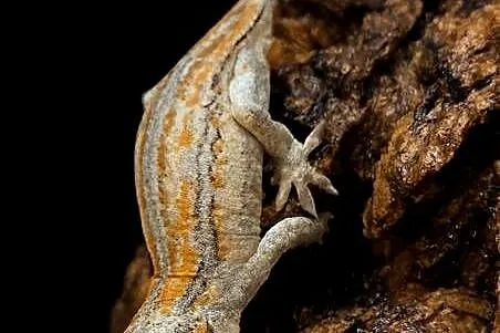 Gekon gargulcowy Rhacodactylus auriculatus nie orzęsiony, Śląskie, Rybnik