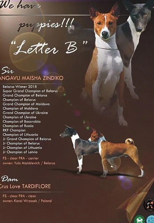 Basenji, wyjątkowe szczeniaki !!!!!, Łódzkie, Wieluń