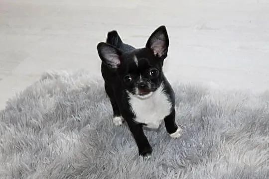 Chihuahua krótkowłosa sunia ZKwP FCI, Zachodniopomorskie, Świnoujście