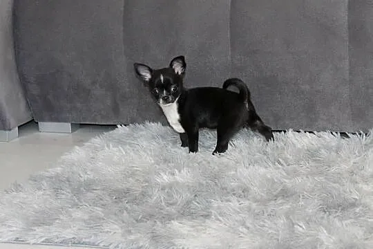 Chihuahua krótkowłosa sunia ZKwP FCI, Zachodniopomorskie, Świnoujście