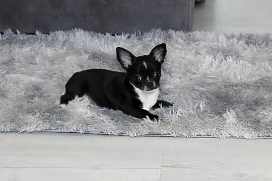 Chihuahua krótkowłosa sunia ZKwP FCI, Zachodniopomorskie, Świnoujście