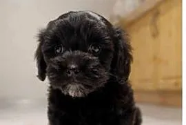 Maltipoo suczka