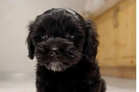 Maltipoo suczka