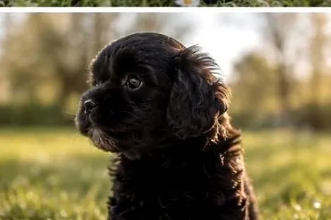 Maltipoo suczka, Opolskie, Krapkowice