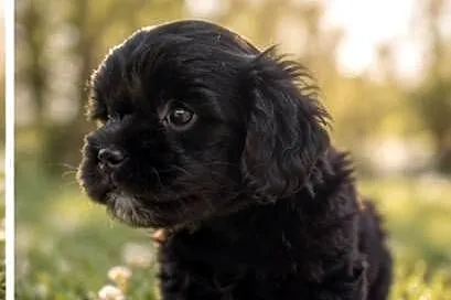 Maltipoo suczka, Opolskie, Krapkowice