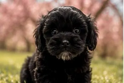 Maltipoo suczka, Opolskie, Krapkowice