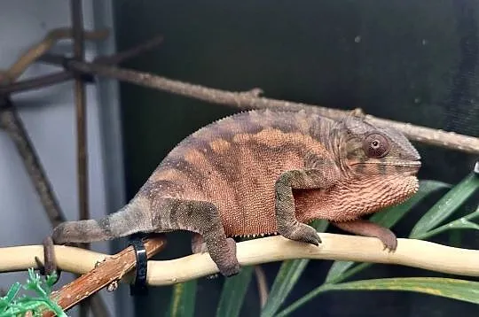 Ambilobe sambava kameleon lamparci