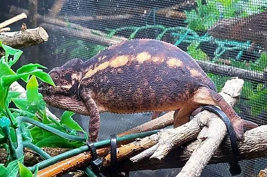 Ambilobe sambava kameleon lamparci, Śląskie, Kozy