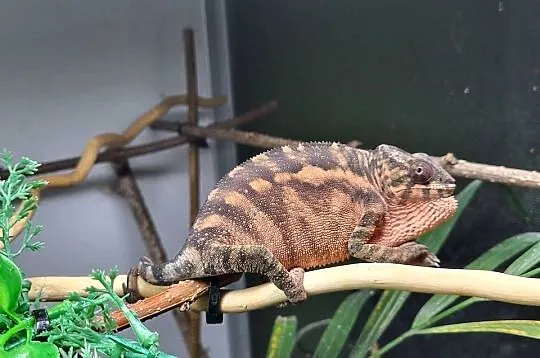 Ambilobe sambava kameleon lamparci, Śląskie, Kozy
