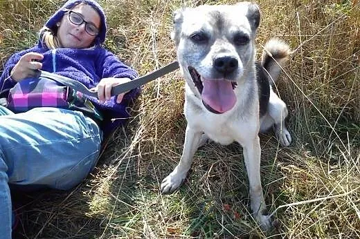 3 letnia wesoła, energiczna sunia szuka domu, dolnośląskie Świdnica