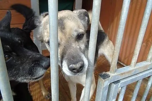 3 letnia wesoła, energiczna sunia szuka domu,  dol
