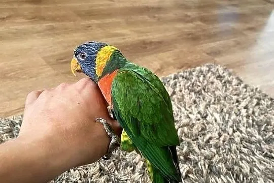 papuga lorysa Ręcznie Karmiona