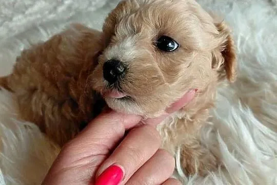 Maltipoo - piesek