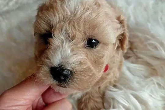 Maltipoo - piesek, Mazowieckie, Wyszków