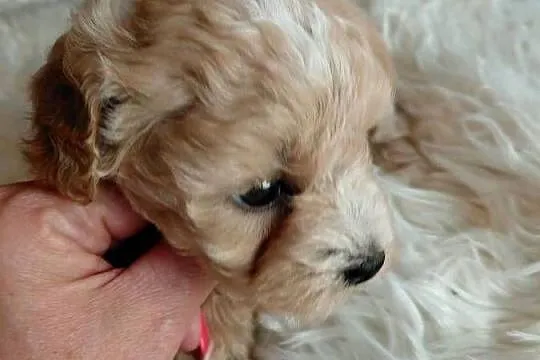 Maltipoo - piesek, Mazowieckie, Wyszków