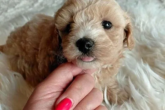 Maltipoo - piesek, Mazowieckie, Wyszków