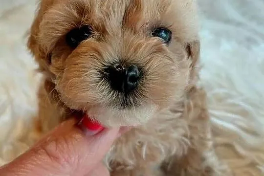 Maltipoo - piesek, Mazowieckie, Wyszków