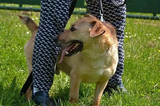 Zgrywus-średniej wielkości, idealny pies stróżując, Kłomnice