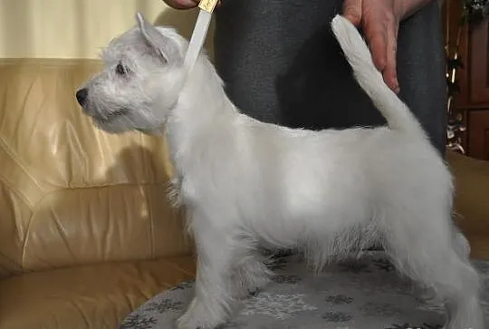 West Highland White Terrier 14 tygodni piesek