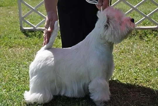 West Highland White Terrier 14 tygodni piesek
