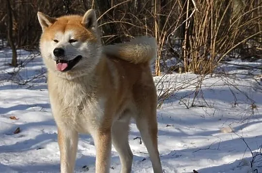 Akita Japońska