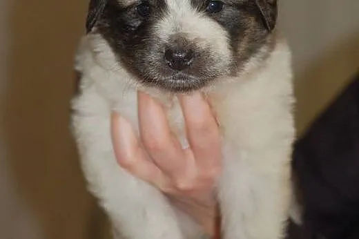 9 szczeniakow do adopcji -wyrosną na duże,  mazowi