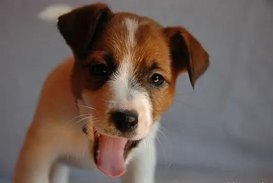 Jack Russell Terrier Warszawa
