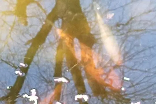 KARP Koi ALFA z narybkiem sprzedam, Śląskie, Rybnik