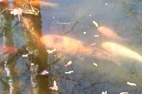 KARP Koi ALFA z narybkiem sprzedam, Śląskie, Rybnik