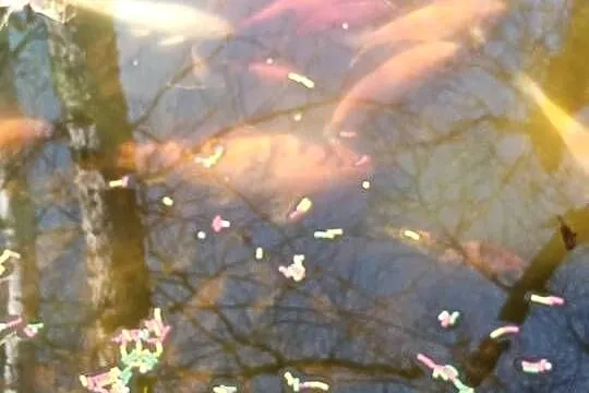 KARP Koi ALFA z narybkiem sprzedam, Śląskie, Rybnik