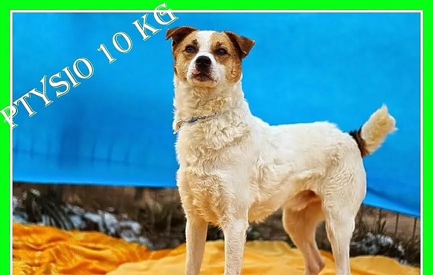 PTYSIO-kotolubny, wesoły,przyjazny,łagodny piesek