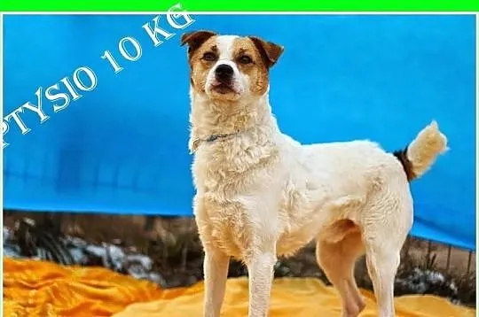 PTYSIO-kotolubny, wesoły,przyjazny,łagodny piesek 
