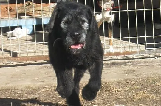 Hugar, cudowny psiak, którego nikt nigdy nie kocha
