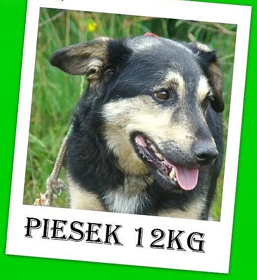 12kg,wesoły,przyjazny,kontaktowy,łagodny pies ŁAPE