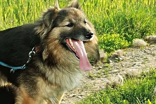 Nestor młody, kochany, piękny psiak!,  podkarpacki